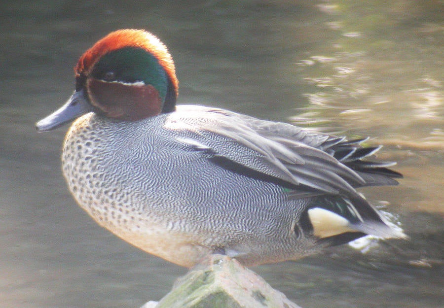 Cuatro especies han reaparecido en la ría en las últimas semanas debido a la regeneración ambiental de este espacio natural en los últimos años.