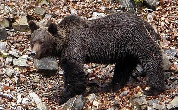Buscan a un oso herido en una cacería en Palencia