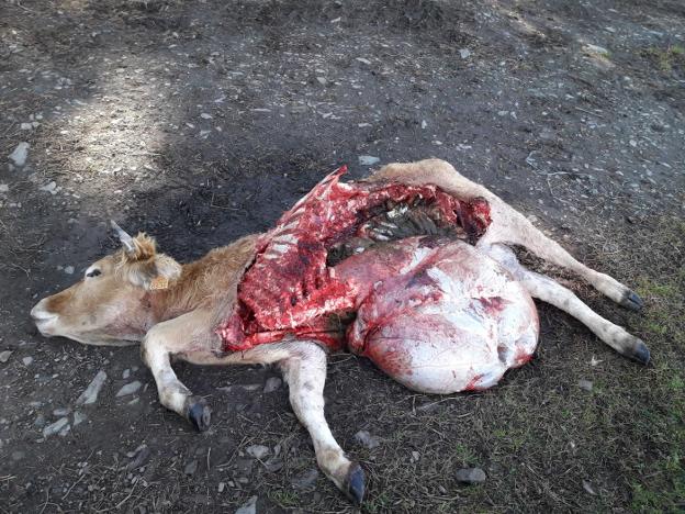 Novilla atacada el sábado pasado por los lobos en Arruñada. 