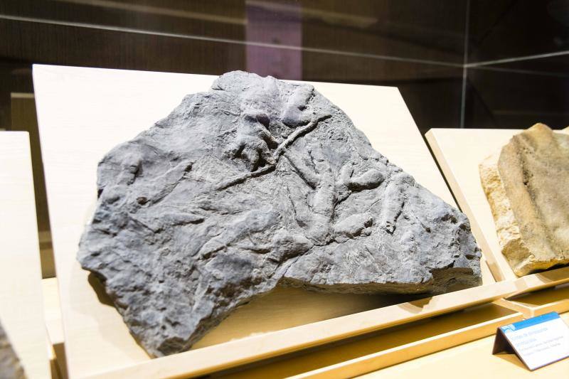 El MUJA amplía su colección