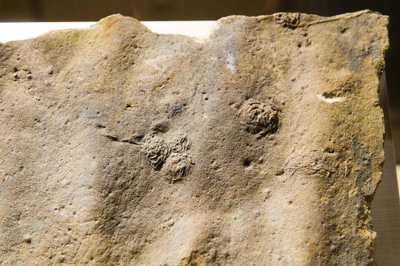 El MUJA amplía su colección