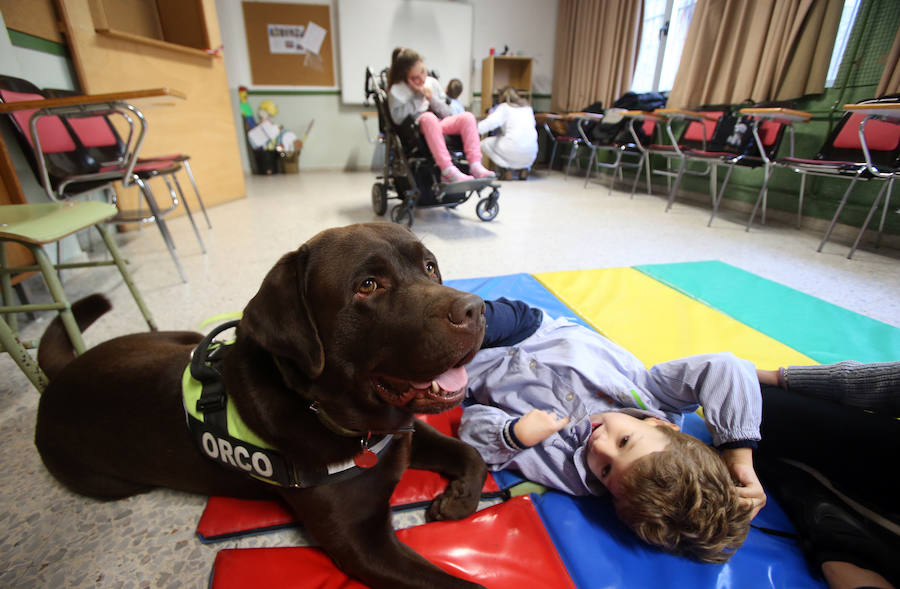 El colegio de educación especial programa actividades con perros que hacen las delicias de sus alumnos