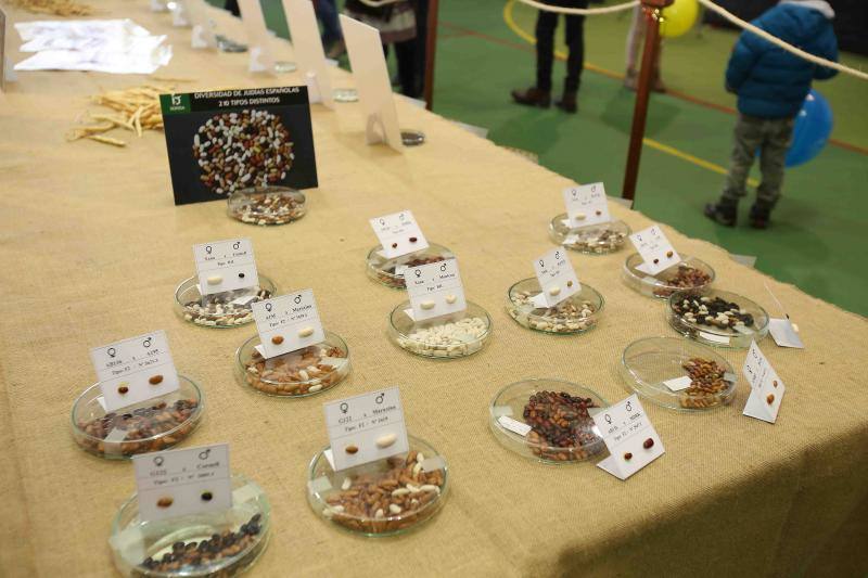 Las fabes reinan en Colunga