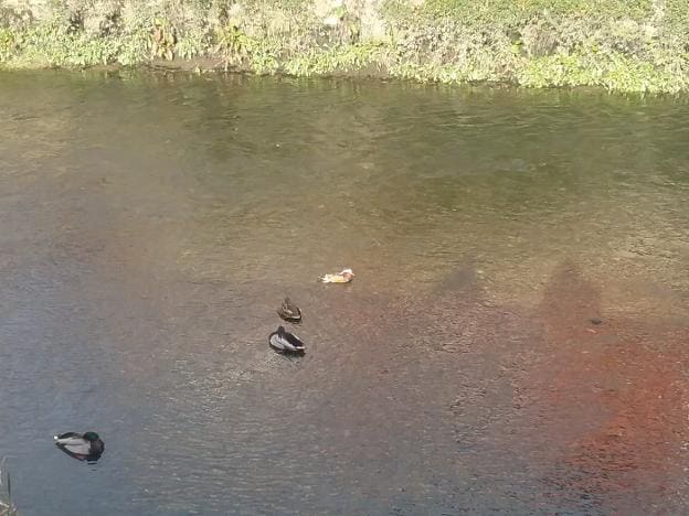 La pareja de mandarines, con otros patos en el río Suarón. 