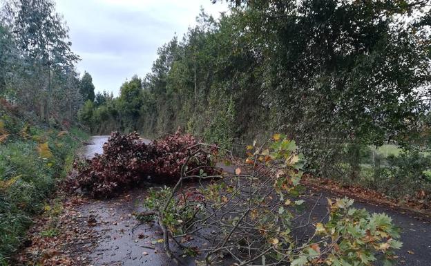 Castiello, en Gijón. El fuerte viento hizo que algunos árboles se desplomaran sobre el suelo.