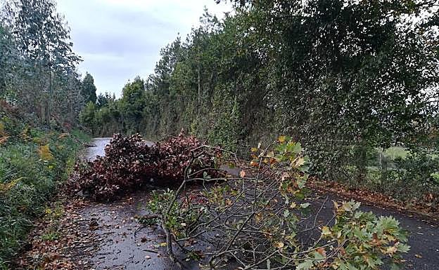 Imagen principal - Árboles cortan a carretera en Castiello (Gijón) y el fuerte oleaje azota la costa occidental.