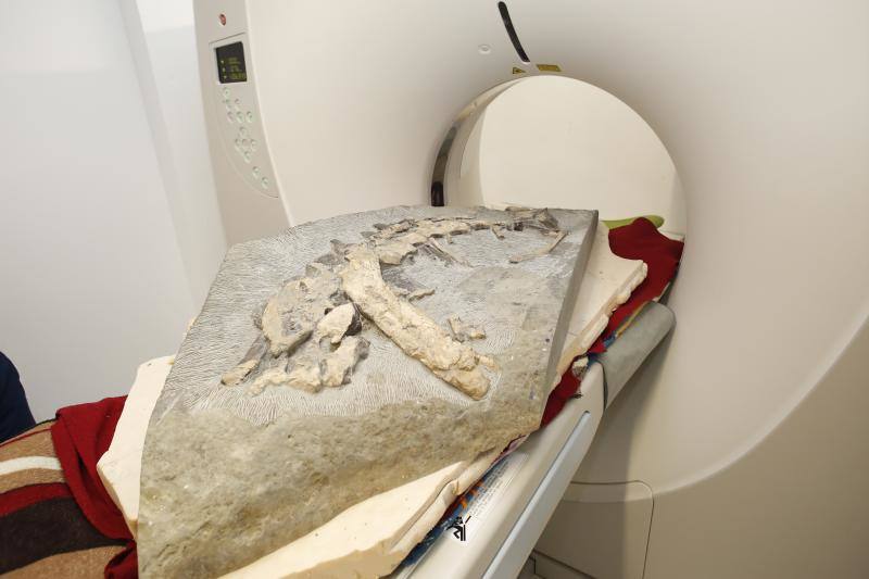Un equipo de científicos del Museo del Jurásico de Asturias se han desplazado a un hospital veterinario de Gijón para escanear huesos de dinosaurios fosilizados. El objetivo es hacer una reconstrucción en tres dimensiones de los mismos, así como estudiar la posibilidad de sacar los restos de las rocas. 