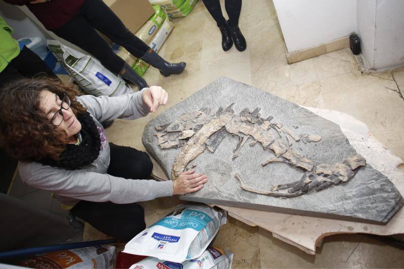 Un equipo de científicos del Museo del Jurásico de Asturias se han desplazado a un hospital veterinario de Gijón para escanear huesos de dinosaurios fosilizados. El objetivo es hacer una reconstrucción en tres dimensiones de los mismos, así como estudiar la posibilidad de sacar los restos de las rocas. 