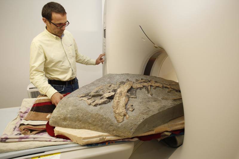 Un equipo de científicos del Museo del Jurásico de Asturias se han desplazado a un hospital veterinario de Gijón para escanear huesos de dinosaurios fosilizados. El objetivo es hacer una reconstrucción en tres dimensiones de los mismos, así como estudiar la posibilidad de sacar los restos de las rocas. 