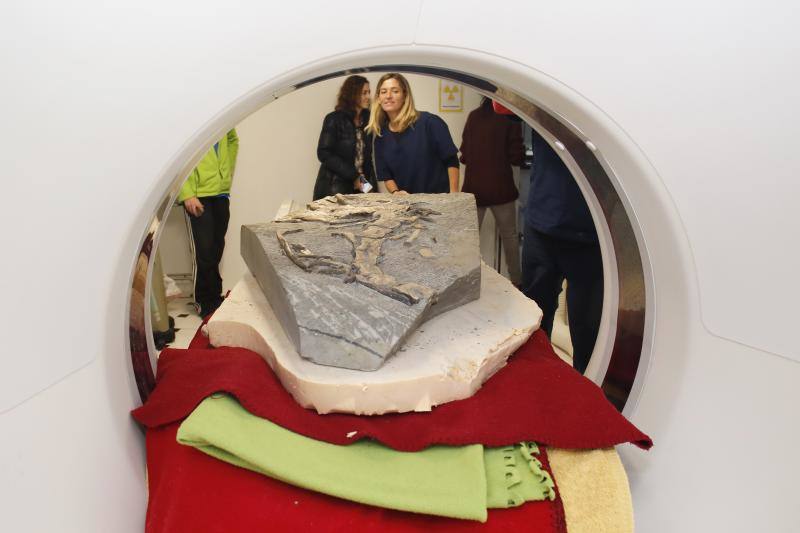 Un equipo de científicos del Museo del Jurásico de Asturias se han desplazado a un hospital veterinario de Gijón para escanear huesos de dinosaurios fosilizados. El objetivo es hacer una reconstrucción en tres dimensiones de los mismos, así como estudiar la posibilidad de sacar los restos de las rocas. 