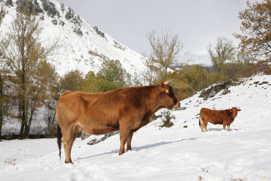 El buen tiempo ha sido el protagonista en los primeros pasos de la temporada invernal. El otoño trajo las nieves, que esperan quedarse y cumplir temporada. Asturias es una estampa en cualquier estación. 