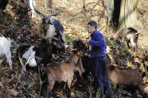 El ganadero Adrián Huerdo, cuidando a sus cabras en un monte del concejo de Cabrales. 