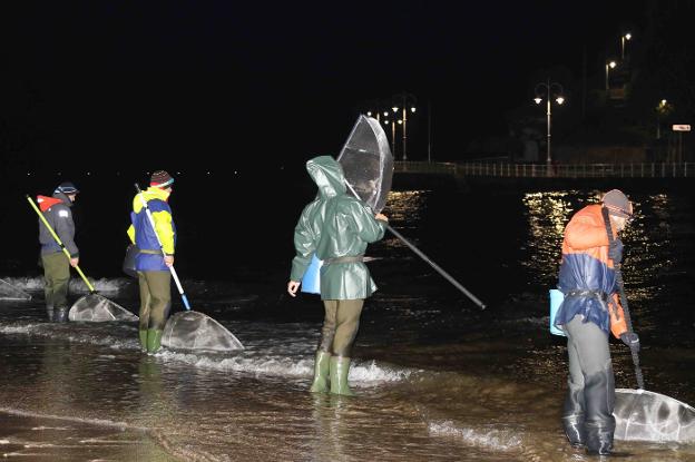 Varios profesionales capturan angulas por la noche en la ría de la capital del concejo riosellano. 