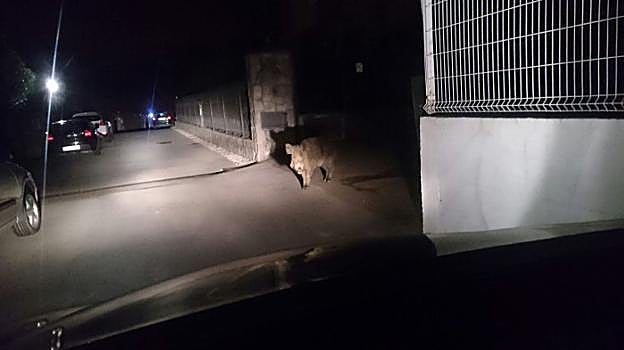 Imagen del jabalí tomada desde un coche en el acceso a la urbanización Navalón de La Providencia. 