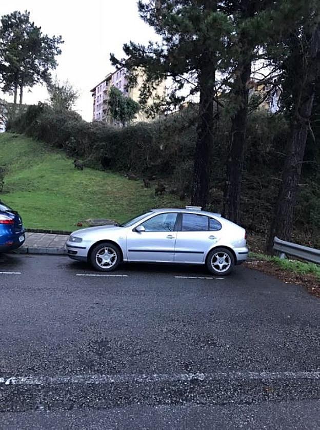 Las jabalíes ayer en la calle Ganaderos Asturianos. 