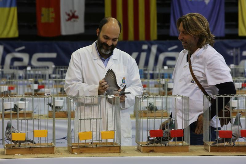 Centenares de palomas mensajeras se exponen este fin de semana en el polideportivo de El Quirinal en la XLIII Exposición y Jornada Nacional de la Paloma mensajera