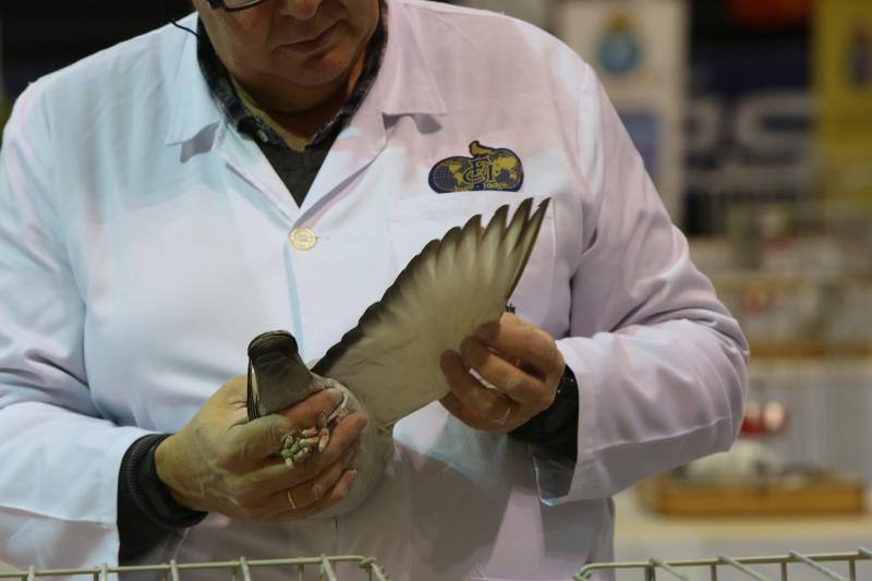 Centenares de palomas mensajeras se exponen este fin de semana en el polideportivo de El Quirinal en la XLIII Exposición y Jornada Nacional de la Paloma mensajera