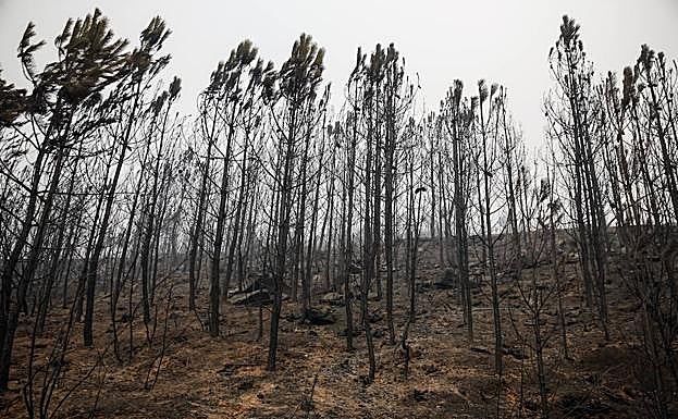 Los incendios quemaron en Asturias 27.799 hectáreas en 2017