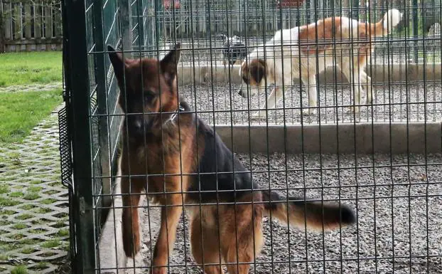 Dos perros en el actual Centro de El Xelán. 