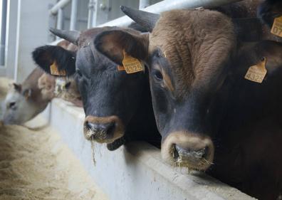 Imagen secundaria 1 - Todo lo que Asturias llevará a Fitur 2018