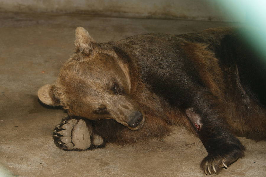 La vida de la osa &#039;Tola&#039;, en imágenes