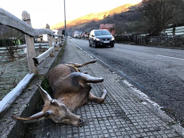 Aparece un venado muerto en Aller