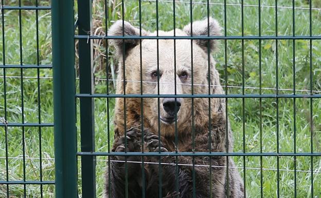 'Paca', ayer, tras el vallado del recinto osero. 