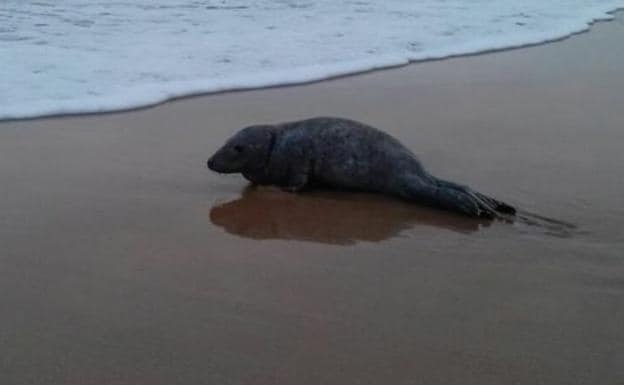 La cría de foca gris aparecida ayer por la tarde en una playa de la costa oriental de Asturias. 