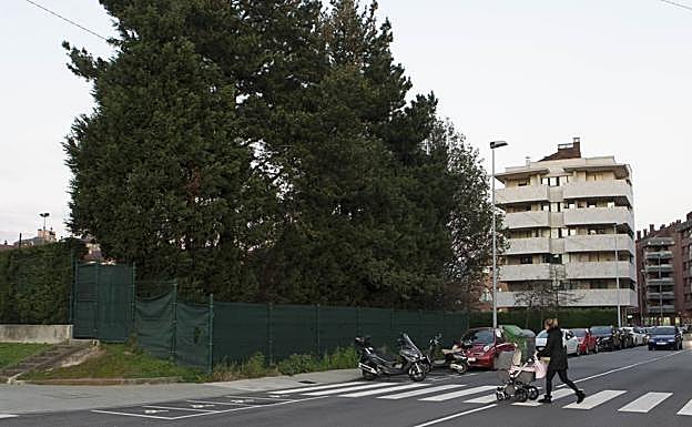 Pinos afectados por la presencia de la procesionaria vistos desde la calle Corín Tellado, en Viesques. 