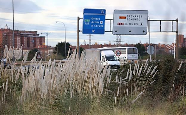Las inmediaciones de una autovía, repletas de plumeros. 