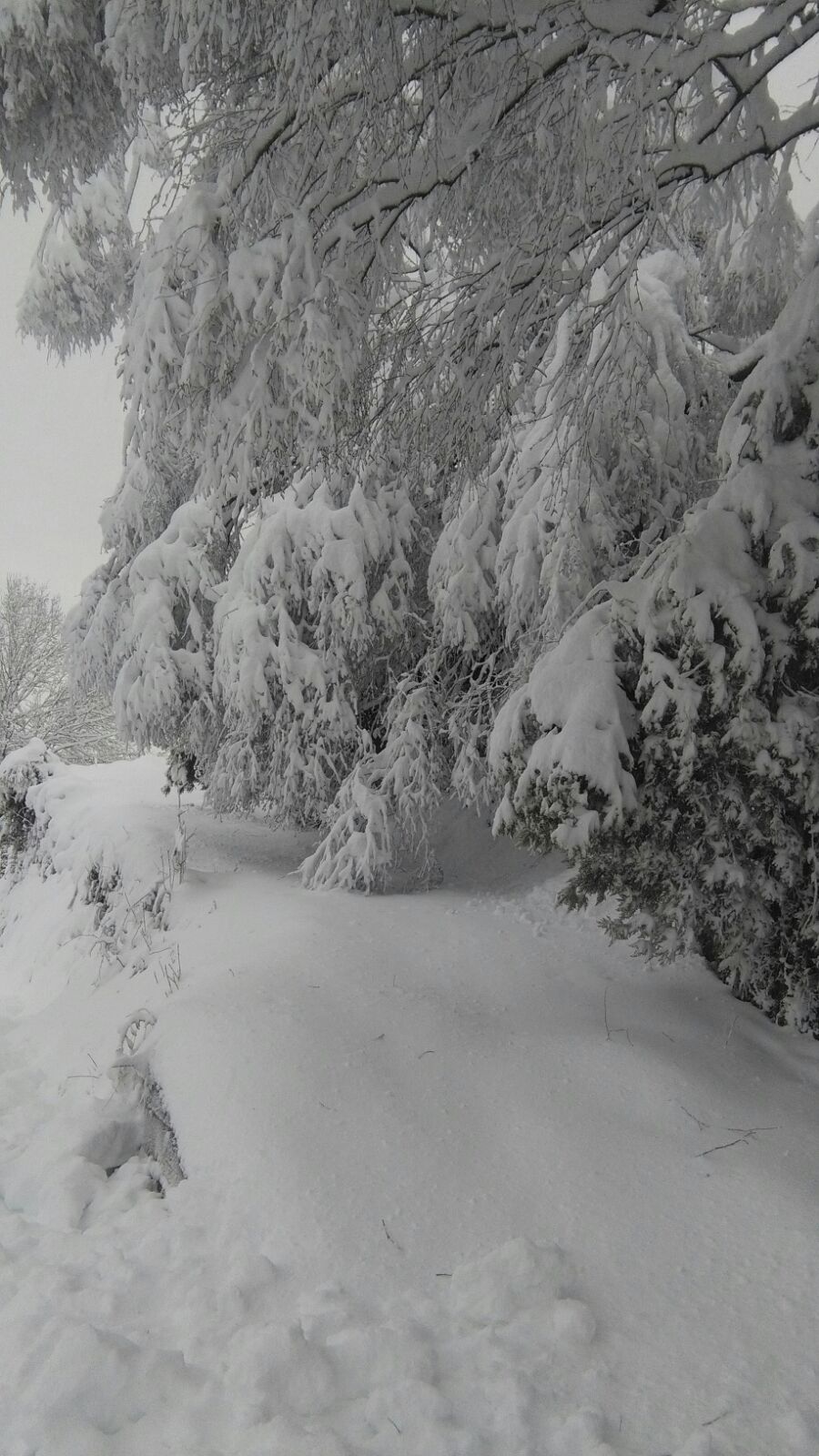 La llegada de un nuevo frente frío mantiene gran parte de Asturias bajo un manto blanco. Además de la nieve, la caída de árboles está complicando la circulación en varias carreteras de la región. 