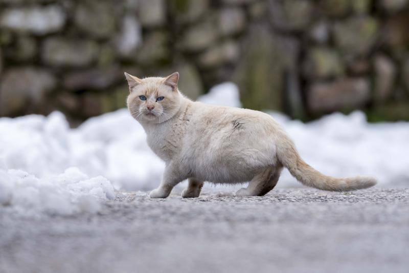 El Naranco cubierto de nieve se ha convertido en toda una atracción para muchos vecinos de Oviedo, que no han dudado en acercarse a disfrutar de la estampa. Otros puntos como Afilorios o Pedrovieya también se han cubierto de nieve. 