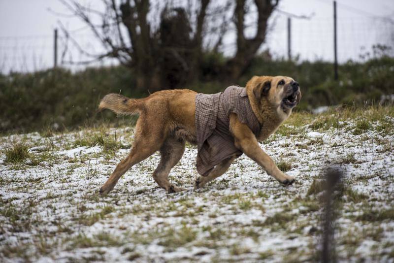 El Naranco cubierto de nieve se ha convertido en toda una atracción para muchos vecinos de Oviedo, que no han dudado en acercarse a disfrutar de la estampa. Otros puntos como Afilorios o Pedrovieya también se han cubierto de nieve. 