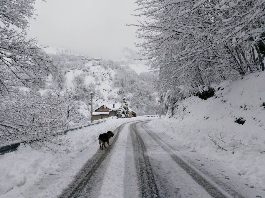 La nieve ha cubierto de un manto blanco gran parte del Suroccidente de Asturias, donde ha dejado importantes problemas en comunicaciones e infraestructuras eléctricas. Una de las vías con mayores complicaciones es el puerto de Leitariegos, en Cangas del Narcea.