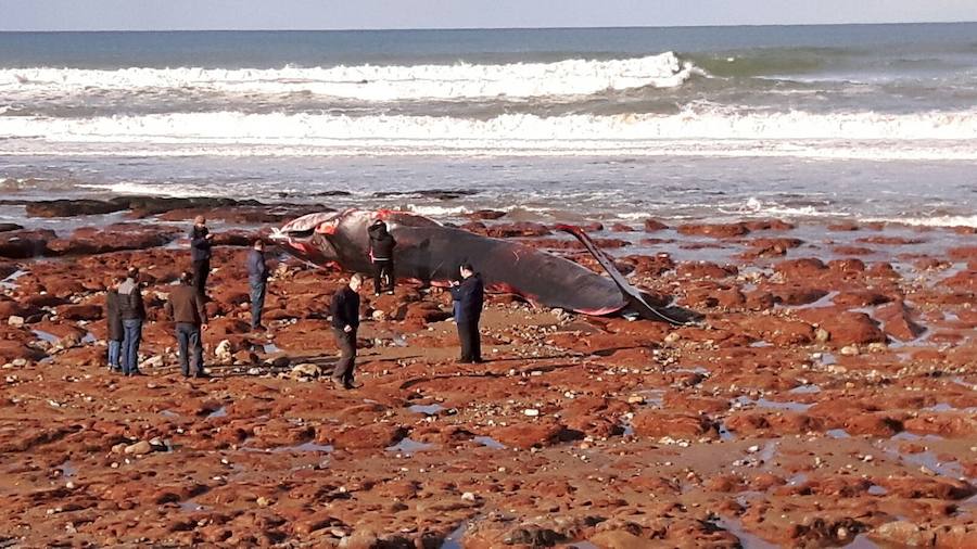 La playa de Arenal de Morís fue testigo de un ejemplar de este cetáceo de 18 metros de longitud, cuyo cadáver fue encontrado en el arenal