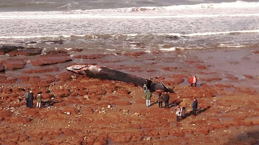 La playa de Arenal de Morís fue testigo de un ejemplar de este cetáceo de 18 metros de longitud, cuyo cadáver fue encontrado en el arenal