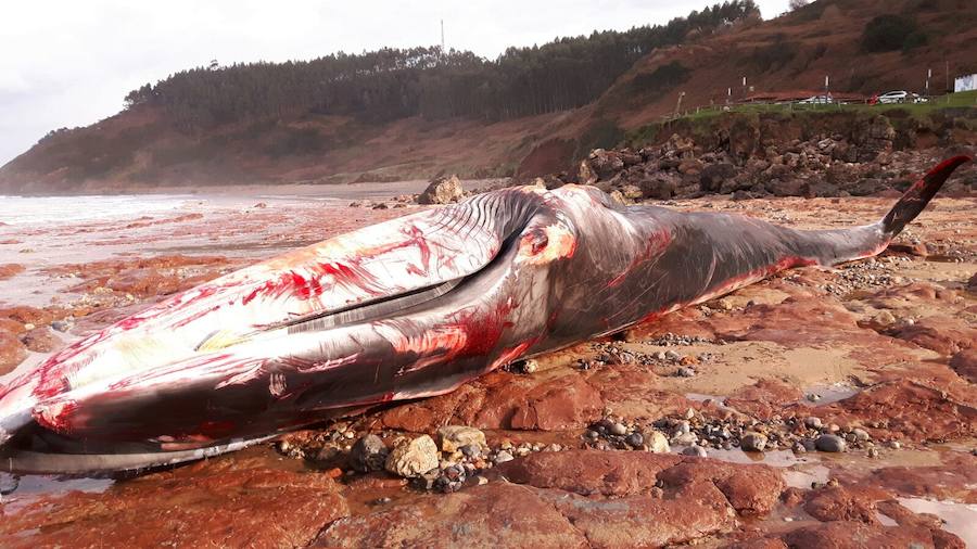 La playa de Arenal de Morís fue testigo de un ejemplar de este cetáceo de 18 metros de longitud, cuyo cadáver fue encontrado en el arenal