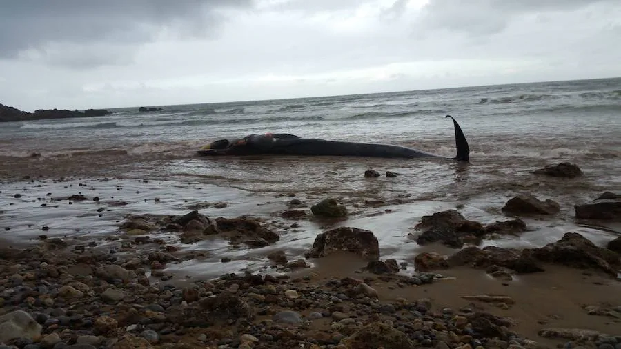 La playa de Arenal de Morís fue testigo de un ejemplar de este cetáceo de 18 metros de longitud, cuyo cadáver fue encontrado en el arenal