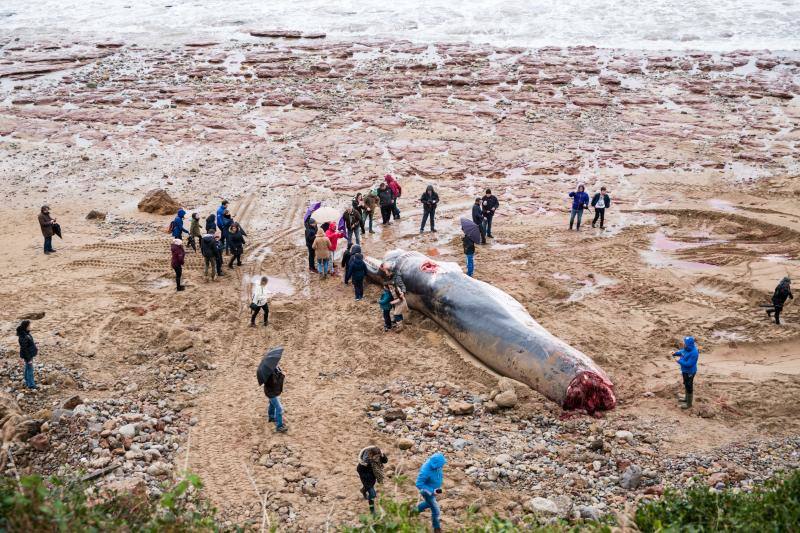 Técnicos de Cogersa estudian diferentes maneras de llevarse el cetáceo de 18 metros que apareció en el Arenal de Morís este miércoles