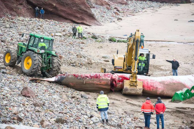 Técnicos de Cogersa estudian diferentes maneras de llevarse el cetáceo de 18 metros que apareció en el Arenal de Morís este miércoles