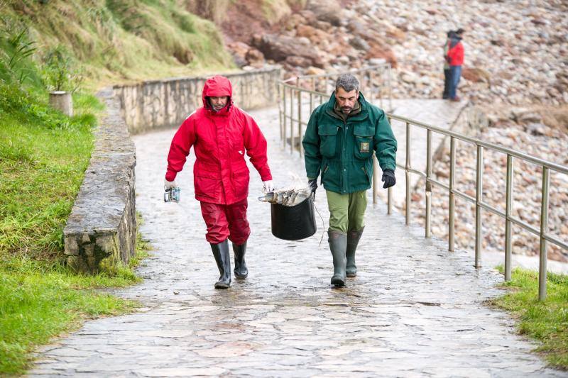 Técnicos de Cogersa estudian diferentes maneras de llevarse el cetáceo de 18 metros que apareció en el Arenal de Morís este miércoles