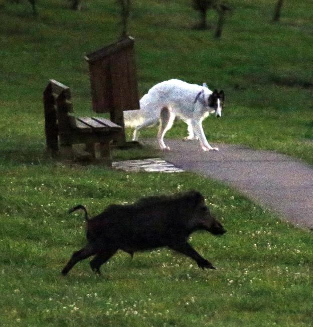 Un jabalí irrumpe delante de un perro en el parque del Oeste. 