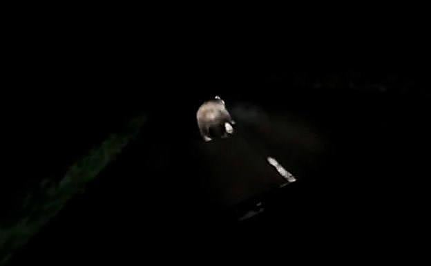 Un oso en medio de una carretera de Grado