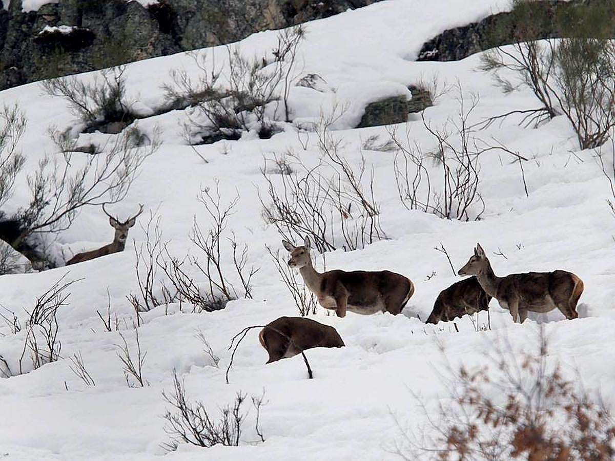 Las grandes imágenes que deja el temporal en Asturias