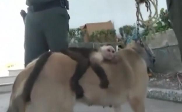 Una perra adopta a un mono capuchino en Colombia