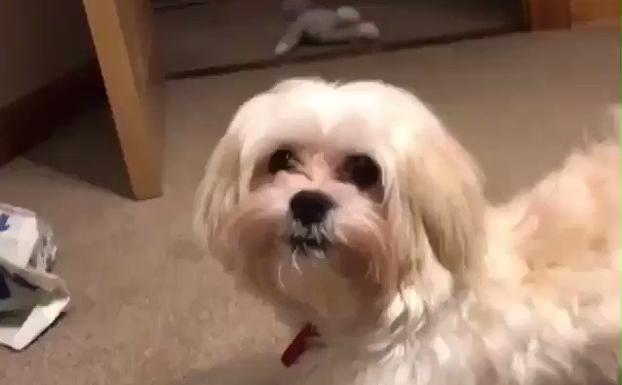 El vídeo de un 'perro modelo' que arrasa en todo el mundo