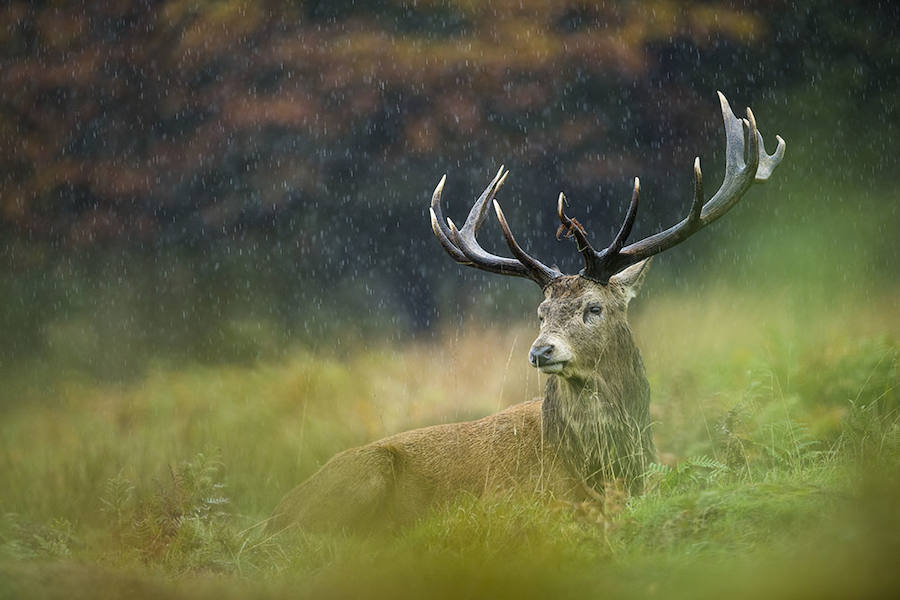 EL REY - Ganadora Premio al Concursante Joven