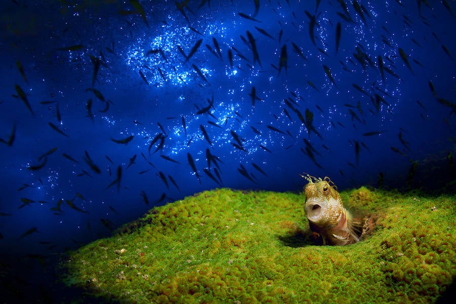 WOW - Mención de Honor: Mundo Sumergido