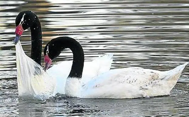 Un cisne cuellinegro muere ahogado por la basura del estanque 