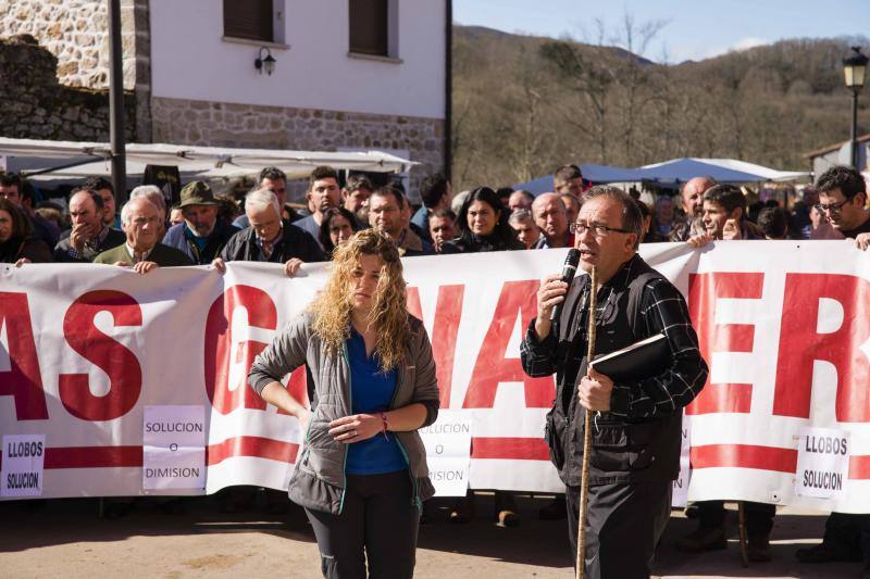 10.000 personas acudieron a esta cita anual de la localidad canguesa, en la que las reses más demandadas fueron las vacas de valles con cría.